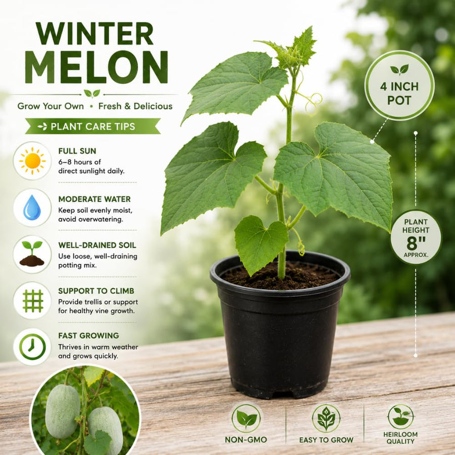 Winter Melon Live Plant, Winter Melon Vine, 4-6" Tall in 4 Inch Pot, Fast Growing, Large Green Fruit
