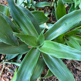 Callisia Fragrans Basket Plant Live, Long Green Leaves for Indoor Outdoor Gardening, Succulents Plant for Zones 9 to 11