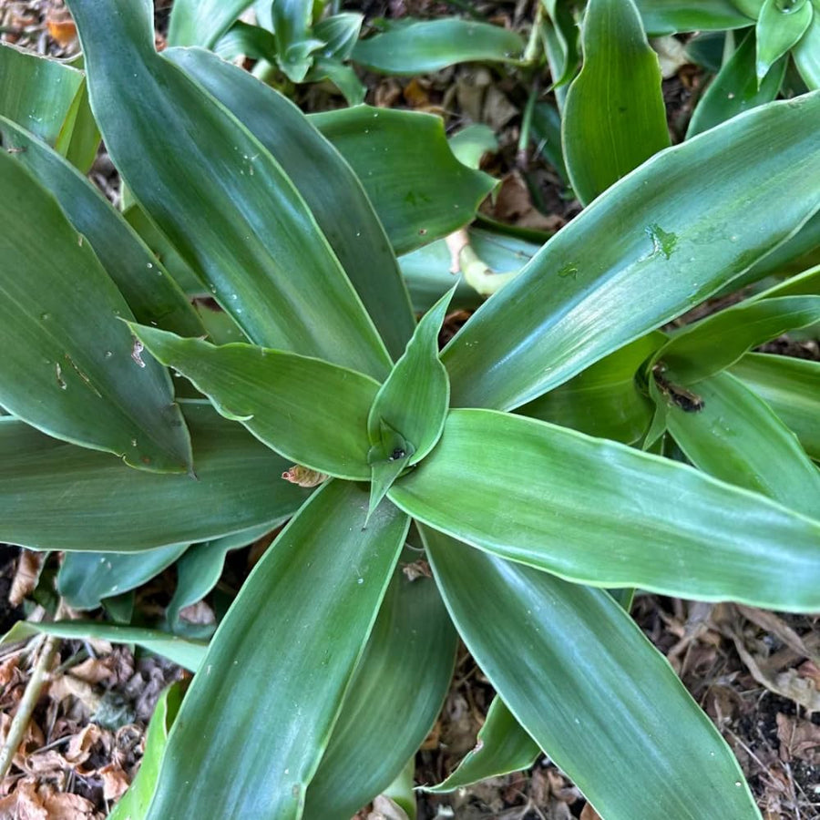 Callisia Fragrans Basket Plant Live, Long Green Leaves for Indoor Outdoor Gardening, Succulents Plant for Zones 9 to 11