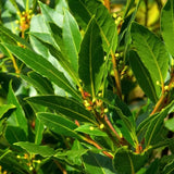Bay Leaf Tree Live, 7-10 Inch Tall Laurus Nobilis Bay Laurel Plant for Outdoor or Indoor Growing