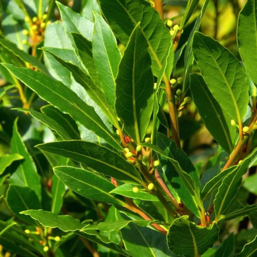 Bay Leaf Tree Live, 7-10 Inch Tall Laurus Nobilis Bay Laurel Plant for Outdoor or Indoor Growing