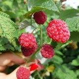 Red Raspberry Live Plant in 4 Inch Pot, 6-8 Inch Tall - Sweet Raspberry Plants, Berry Fruit Starter Plant for Outdoor Garden