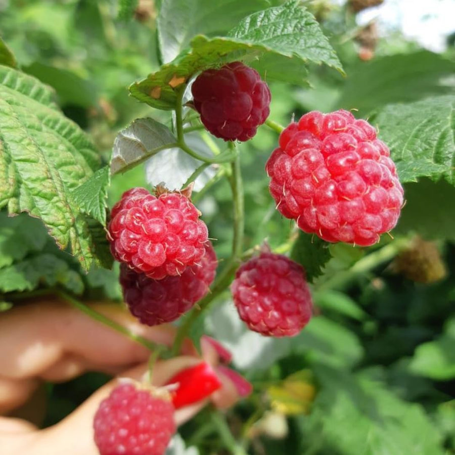 Red Raspberry Live Plant in 4 Inch Pot, 6-8 Inch Tall - Sweet Raspberry Plants, Berry Fruit Starter Plant for Outdoor Garden