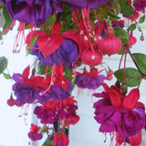 Hardy Fuchsia Plants Live Hanging Basket, 2 Blue Eyes Fuchsia Live Plant Pot 4''