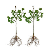 Set 2 Ginkgo Live Plant, 6-12 inches Tall, Ginkgo Tree, Hardy Ornamental, Yellow Leaf in Fall for Yard and Garden, in Quart Pot