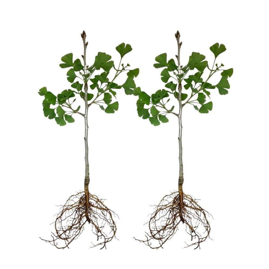 Set 2 Ginkgo Live Plant, 6-12 inches Tall, Ginkgo Tree, Hardy Ornamental, Yellow Leaf in Fall for Yard and Garden, in Quart Pot