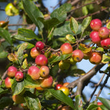 2 Dolgo Crabapple Plants Live, Crabapple Trees Live Plants for Planting 1.5 to 2 Feet Height, White Flowering Crabapple Live Plant