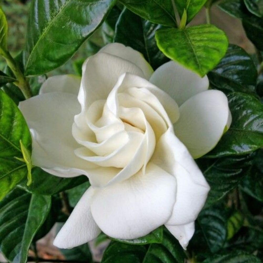 Gardenia Plant Live, 7-9 Inches Tall in 3.5'' Pot, Fragrant White Gardenia Plants Potted, Jasmine Flower for Indoor Outdoor Growing