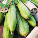 Luffa Sponge Gourd Seeds 70 Count, Loofah Seeds for Planting, Fresh Vegetable Garden Growing Seed