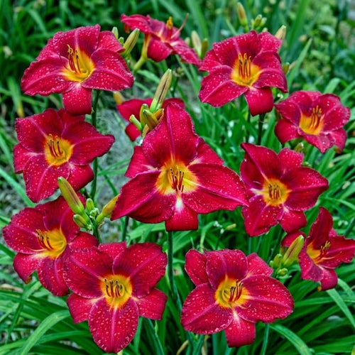 Pack 10 Daylily Bulbs for Planting Spring, Fast Blooming Hardy Perennial Lily Bare Roots for Outdoor Growing (Red Day Lily)