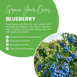 Blueberry Plant Live for Planting, Bluecrop Blueberry Plant, Well Rooted, 6-8 Inc Tall, Berry Shrub for Edible Gardens or Landscapes