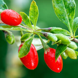 3 Red Goji Berry Trees Live Plant, Goji Berry Plant Live for Growing from 6-9 Inches Tall, Goji Berry Fruit Tree Plant Ready to Grow