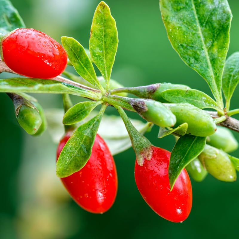 3 Red Goji Berry Trees Live Plant, Goji Berry Plant Live for Growing from 6-9 Inches Tall, Goji Berry Fruit Tree Plant Ready to Grow