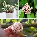 Live Hoya Carnosa Plant, Variegated Tricolor Hoya, Vine Hoya Plant 4-6 Inch for Planting