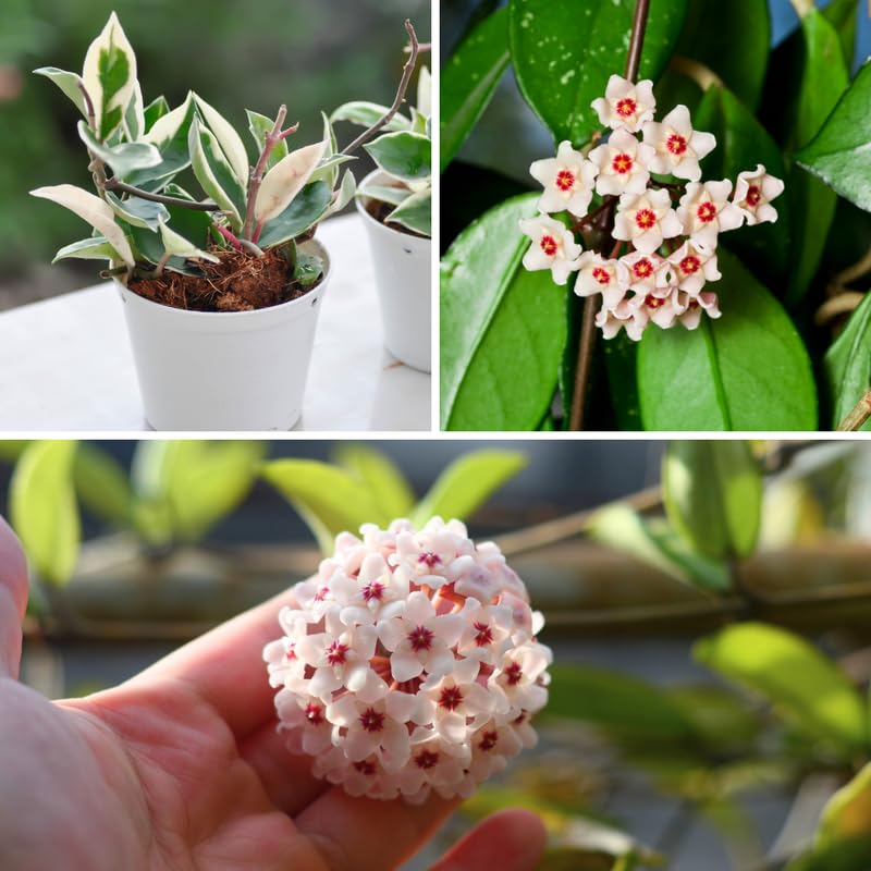 Live Hoya Carnosa Plant, Variegated Tricolor Hoya, Vine Hoya Plant 4-6 Inch for Planting