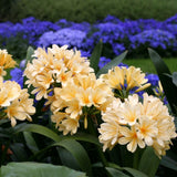 Yellow Clivia Live Plant in 6 Inch Pot - 6-8" Tropical Flowering Houseplant, Perennial Clivia Flower Plant for Indoor Outdoor Planting