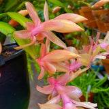2 Live Mix Christmas Cactus Plants, Mix Christmas Cactus Plants Live, 4 to 6 Inch, Bare Root, Perennial Flower Holiday Succulent Plant, No Pot