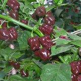 20 Chocolate Scotch Bonnet Pepper Seeds for Planting, Heirloom Hot Pepper Variety