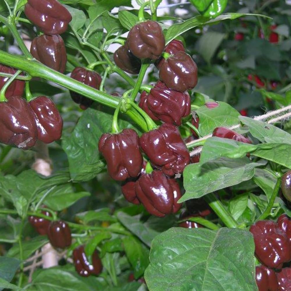 20 Chocolate Scotch Bonnet Pepper Seeds for Planting, Heirloom Hot Pepper Variety