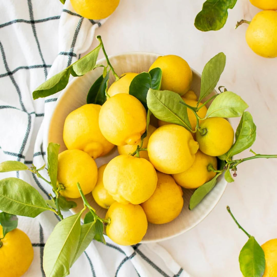 Live Meyer Lemon Tree Live Plant, Yellow Lemon Lime Starter Tree Seedling, 2-3 Inches Tall in 4 Inch Pot, Hardy and Full Sun Zones 9-11
