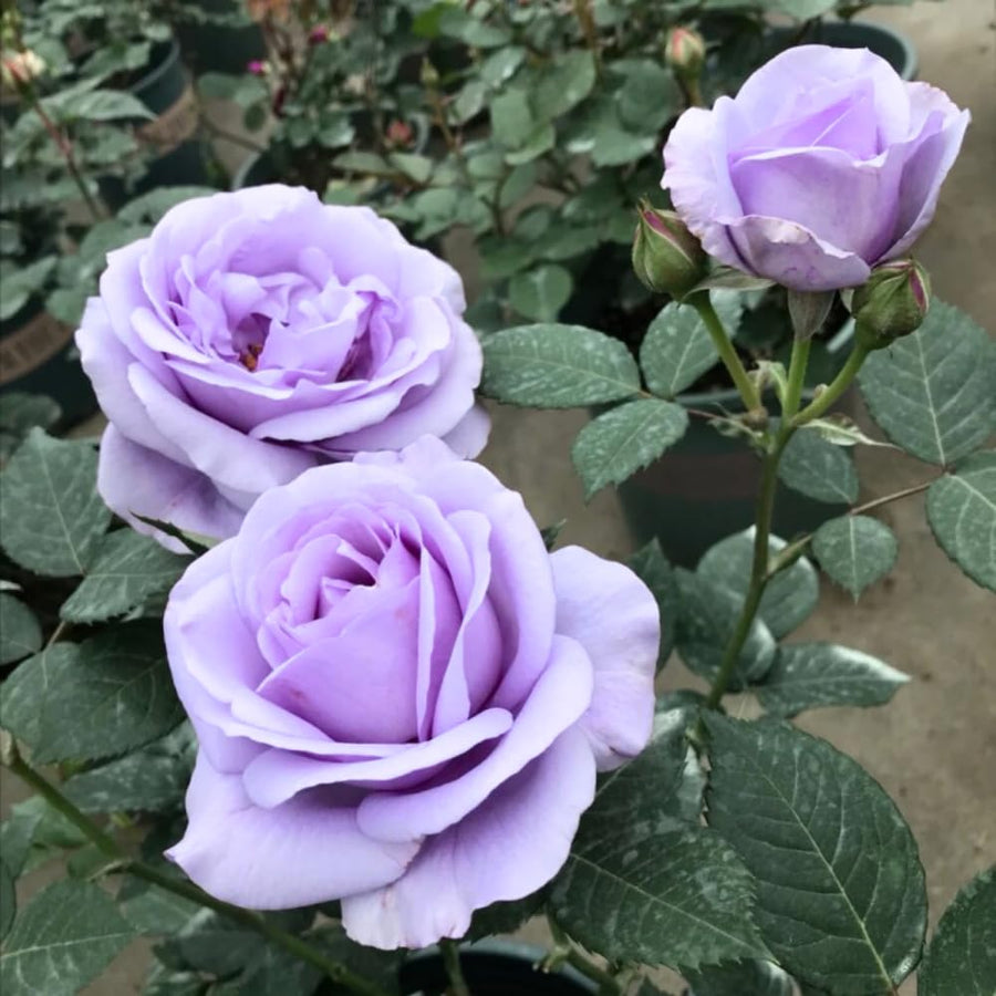 Miniature Rose Plant, Live 3.5” Potted Rose, Compact, Colorful Flowering Rose Bush for Indoor Outdoor Gardens (Purple)
