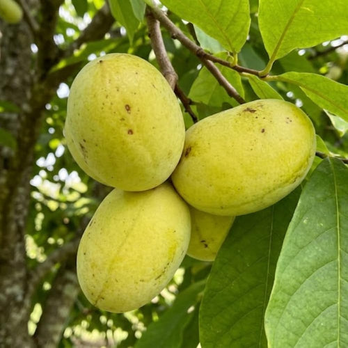 Pawpaw Tree Live Plant, Paw Paw Tree, Hardy Asimina Triloba Paw Paw Plant, Bareroots 12-18 Inches Tall for Outdoor Planting