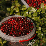 Set of 2 Live Cranberry Plants, 3 to 5 Inches Tall, Sweet Berry Seedlings for Containers, Raised Beds, and Gardens
