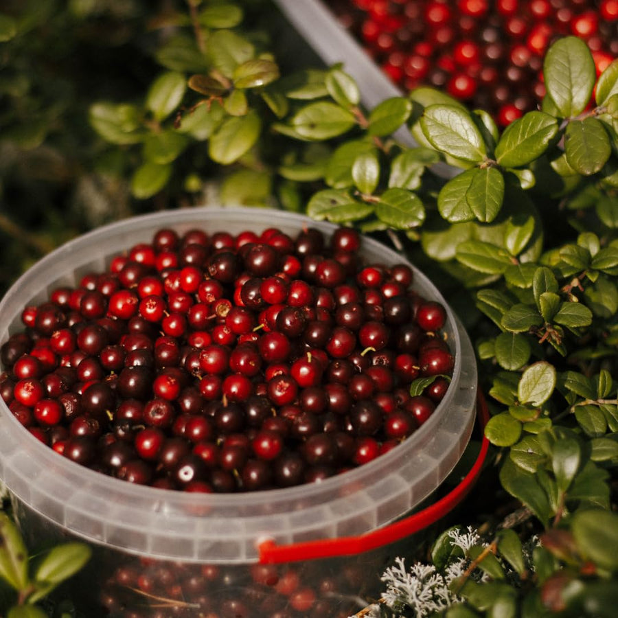 Set of 2 Live Cranberry Plants, 3 to 5 Inches Tall, Sweet Berry Seedlings for Containers, Raised Beds, and Gardens