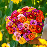 500 Mix Zinnia Seeds for Planting, Zinnia Flower Seeds Garden