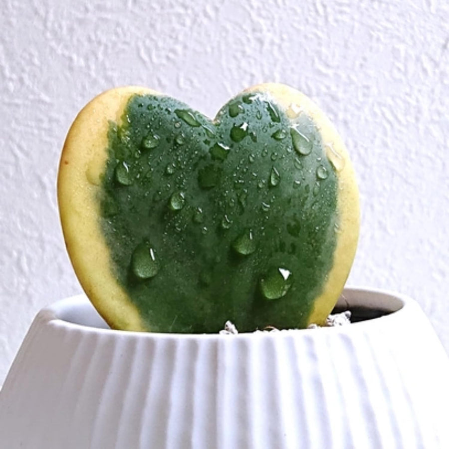 Variegated Kerri Hoya Plant Live, Rare Cream and Green Heart-Shaped Succulent Vine Leaves, Outdoor Indoor Houseplant Decor
