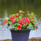 Crown of Thorns Live Plant Pot, Red Euphorbia Crown of Thorns Plant Live, Succulent Plant Live, Outdoor Indoor Gardening