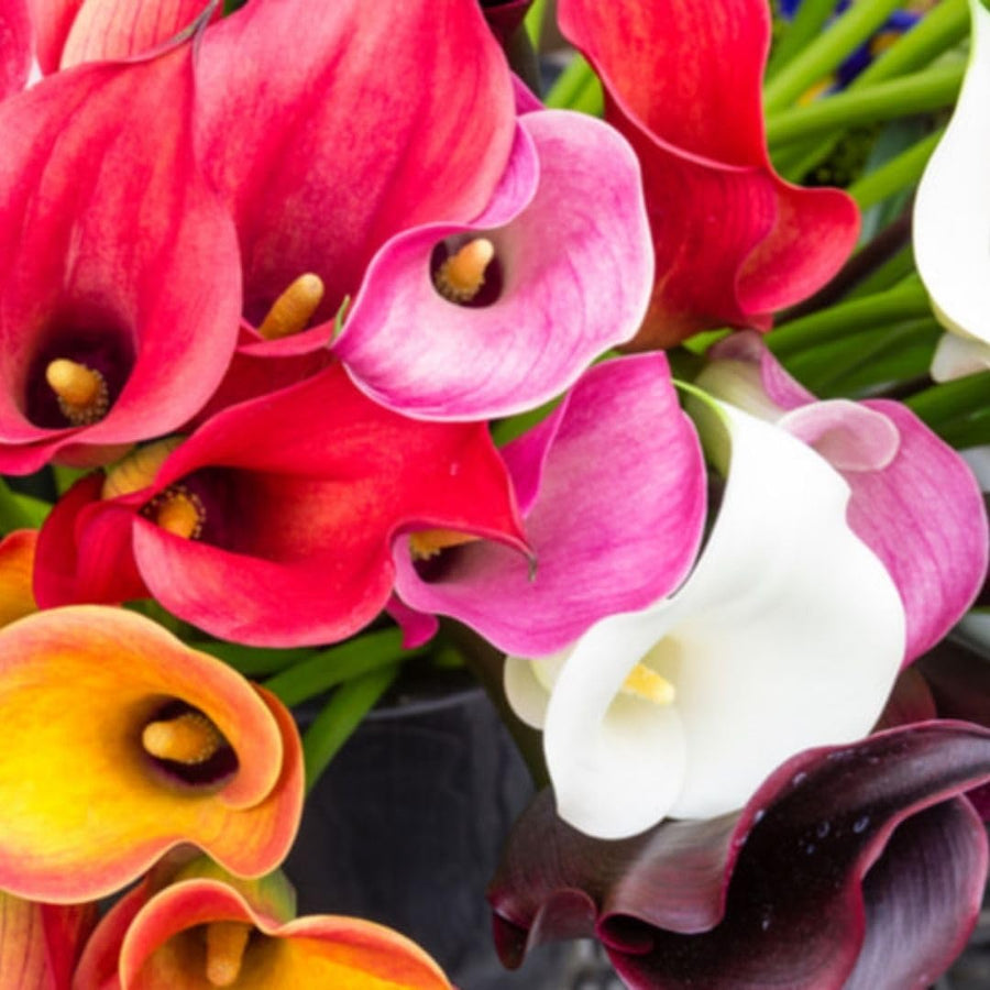 Set of 4 Mixed Calla Lily Bulbs, Calla Lily Bulbs for Planting, Vibrant Blooming Flowers for Garden Beds, Patio Pots, Balcony Planters, and Indoor Growing