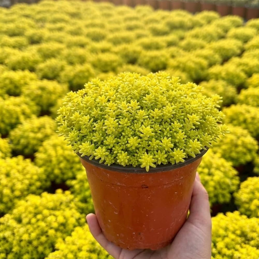 Sedum Live Plant in 6 Inches Pot, Sedum Succulents Plants Live, Vibrant Foliage, Indoor Outdoor Houseplant