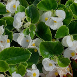 White Begonia Live Plant, 3–6 Inch Tall, 4” Pot, Ornamental Foliage Begonia Plant, Colorful Indoor Houseplant for Home and Office Decor