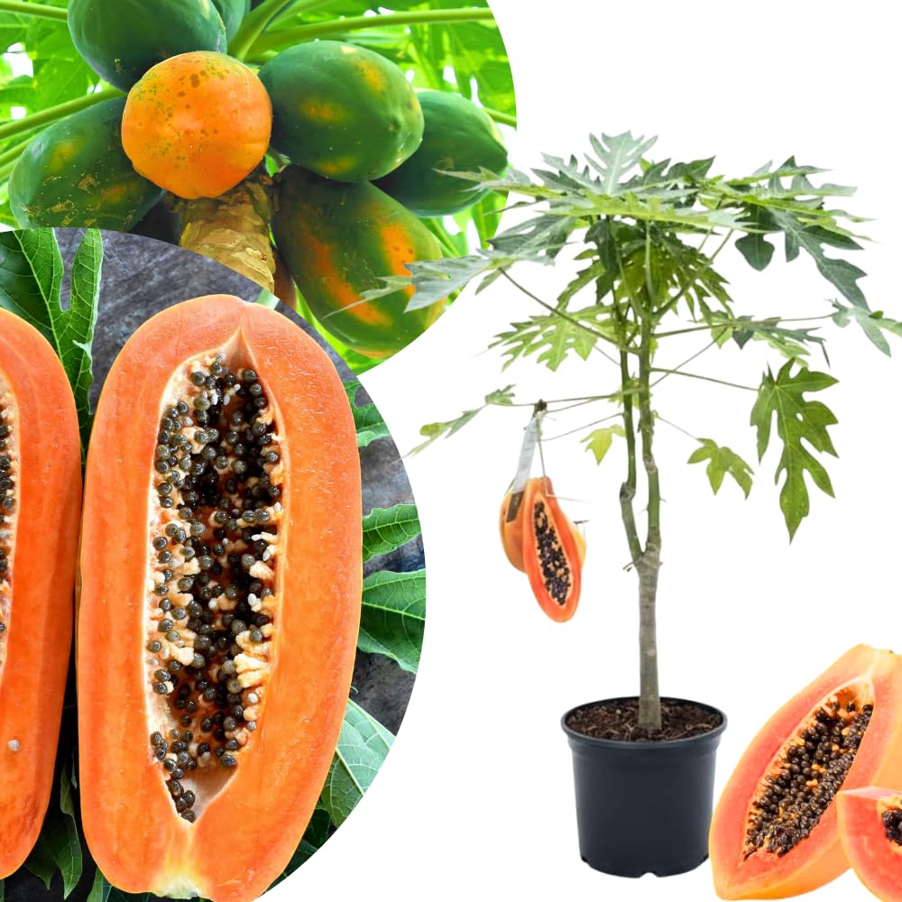 Red Papaya Tree Live, Tropical Papaya Fruit Plant 2 Feet Tall for Home Garden and Containers