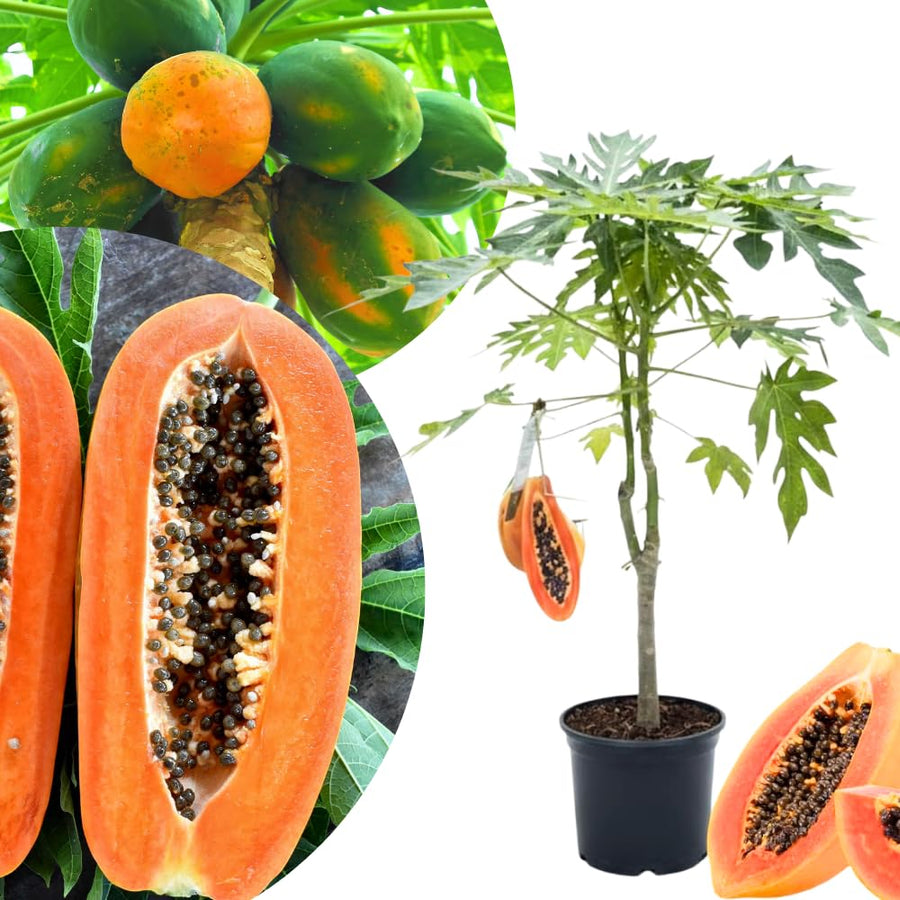 Red Papaya Tree Live, Tropical Papaya Fruit Plant 2 Feet Tall for Home Garden and Containers