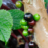 Jaboticaba Tree Live Plant, Sweet and Edible Black Fruit, Jaboticaba Plant Well Rooted for Outdoor Gardening, 2 to 3 Feet Tall