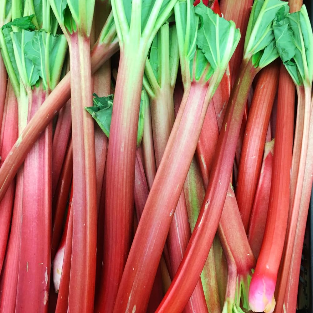 Set 10 Rhubarb Roots for Planting, Red Rhubarb Plants Roots, Outdoor Garden Planting