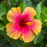 Hibiscus Flower Plant, Hibiscus Plants Live, Tropical Hibiscus Plant, Orange Sunset, Zone 10 to 12, Size 5 to 7 Inch Tall