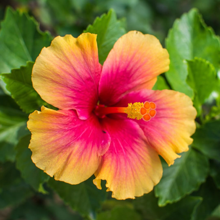 Hibiscus Flower Plant, Hibiscus Plants Live, Tropical Hibiscus Plant, Orange Sunset, Zone 10 to 12, Size 5 to 7 Inch Tall