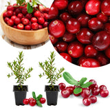 Set 2 Cranberry Plants Live, Cranberry Starer Plants in Pot, 2-5 Inc Tall, Hardy Edible Berry for Ground Cover, Container and Outdoor Garden