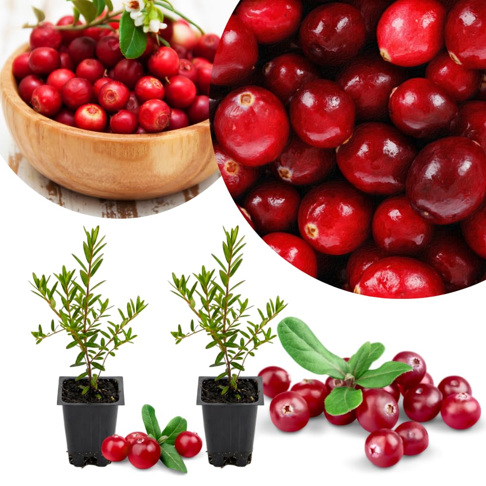 Set 2 Cranberry Plants Live, Cranberry Starer Plants in Pot, 2-5 Inc Tall, Hardy Edible Berry for Ground Cover, Container and Outdoor Garden