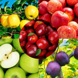 2-3 Ft Apple Tree Live Plant Bare Root, Live Apple Plant, Cold Hardy Fruit Plants for Home Garden Planting Spring (Random)