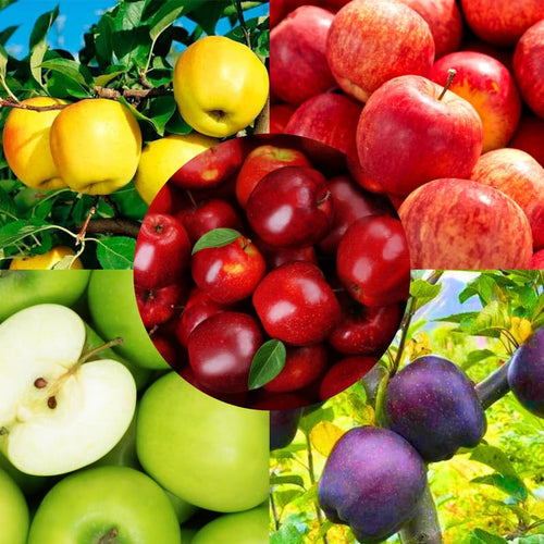 2-3 Ft Apple Tree Live Plant Bare Root, Live Apple Plant, Cold Hardy Fruit Plants for Home Garden Planting Spring (Random)