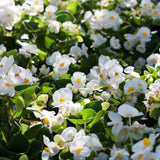 White Begonia Live Plant, 3–6 Inch Tall, 4” Pot, Ornamental Foliage Begonia Plant, Colorful Indoor Houseplant for Home and Office Decor