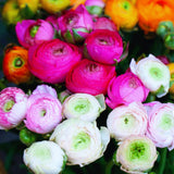 40 Mix Spring Flower Bulbs for Fall Planting, Colorful Flower Bulbs Perennial Outdoor, Top Size Bulb