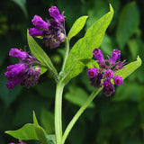10 Comfrey Roots Plants Live, Comfrey Rhizomes Root for Planting, Herb Plant Garden, High Yields, 1 to 2 Inc Long