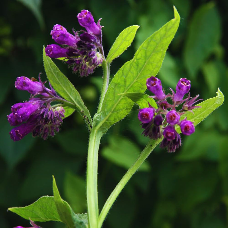 10 Comfrey Roots Plants Live, Comfrey Rhizomes Root for Planting, Herb Plant Garden, High Yields, 1 to 2 Inc Long