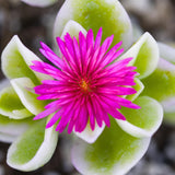 Variegated Aptenia Baby Sun Rose Plant Live, Starter Baby Sun Rose for Planting, 3 to 5 Inc Tall, No Pot, Aptenia Plant for Trailing
