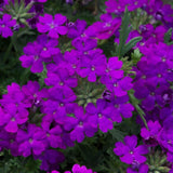 3 Trailing Perennial Purple Verbena Plants, 5-10 Inches Tall Verbena Bushes Shrubs, Well Rooted